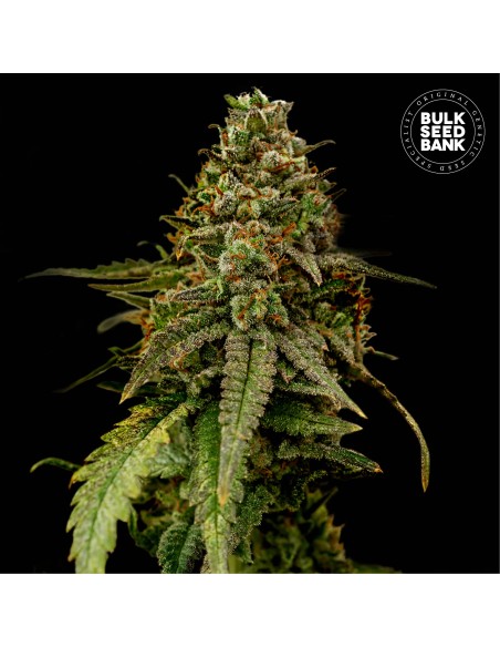 Auto Coffe Rocket (Bulk Seed Bank) Semi femminizzati