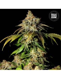 Auto Bruce Banner #5 (Bulk Seed Bank) Feminized Seeds