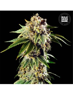 Auto Dosidos Rocketos (Bulk Seed Bank) Feminized Seeds