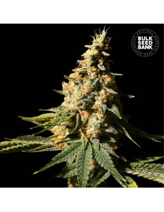 Auto Extra Mintz (Bulk Seed Bank) Feminized Seeds