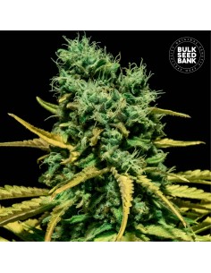 Auto Hell Bells OG (Bulk Seed Bank) Feminized Seeds