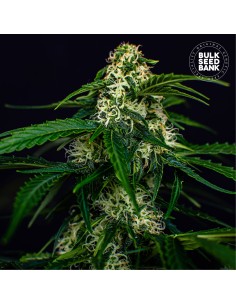 Auto Watermelon Jam (Bulk Seed Bank) Feminized Seeds