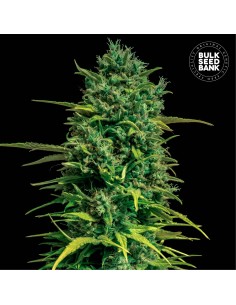 Auto Tropical Coconut (Bulk Seed Bank) Feminized Seeds
