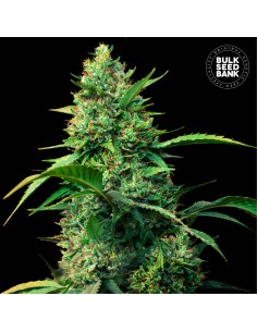 Auto Strawberry Ferry (Bulk Seed Bank) Feminized Seeds