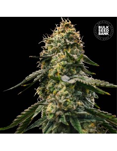 Auto Runtz Gluntz (Bulk Seed Bank) Feminized Seeds
