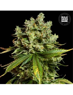 Auto Mimosa Famosa (Bulk Seed Bank) Feminized Seeds