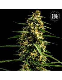 Auto Mandalime Juice (Bulk Seed Bank) Feminized Seeds