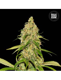 Auto CBD White Widow (Bulk Seed Bank) Feminized Seeds