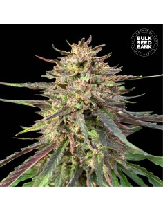 Auto CBD Guerilla Glue (Bulk Seed Bank) Feminized Seeds
