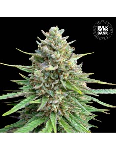 CBD Sativa King (Bulk Seed Bank) Feminized Seeds