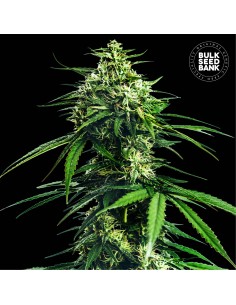 CBD Indica King (Bulk Seed Bank) Feminized Seeds
