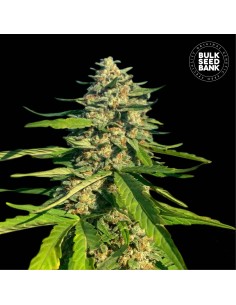 CBG Critical Mass (Bulk Seed Bank) Feminized Seeds