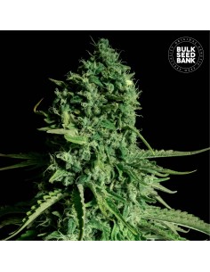 CBD Cheese (Bulk Seed Bank) Feminized Seeds