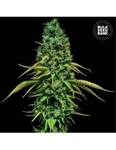 CBD Critical (Bulk Seed Bank) Feminized Seeds