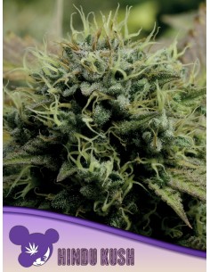 Hindu Kush (Anesia Seeds) Feminized Seeds | Up To 30% Off