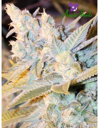 Triple Cheese Auto (Anesia Seeds) - Semi di Cannabis Autofiorenti