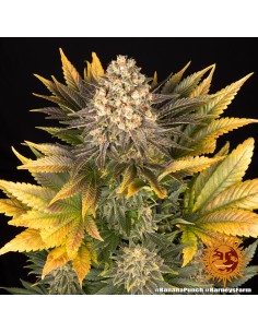 Banana Punch (Barneys Farm Seeds) Feminized Seeds | On Sale! 2