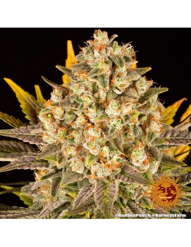 Banana Punch von Barneys Farm Seeds Hanfsamen | Oaseeds