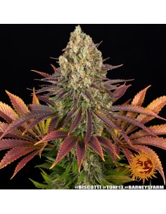 Biscotti (Barneys Farm Seeds) Marijuana Seeds | On Sale!