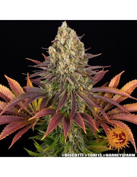 Biscotti (Barneys Farm Seeds) Marijuana Seeds | On Sale!