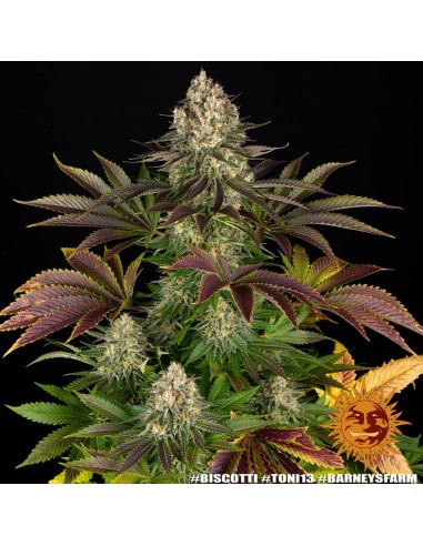 Biscotti (Barneys Farm Seeds) Marijuana Seeds | On Sale!
