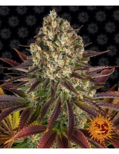 Biscotti (Barneys Farm Seeds) Semillas de Marihuana 2