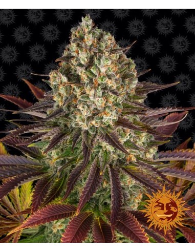 Biscotti (Barneys Farm Seeds) Marijuana Seeds | On Sale!