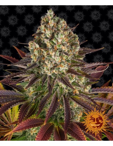 Biscotti (Barneys Farm Seeds) Marijuana Seeds | On Sale!