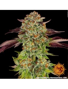 Biscotti Mintz (Barneys Farm Seeds) Feminized Seeds