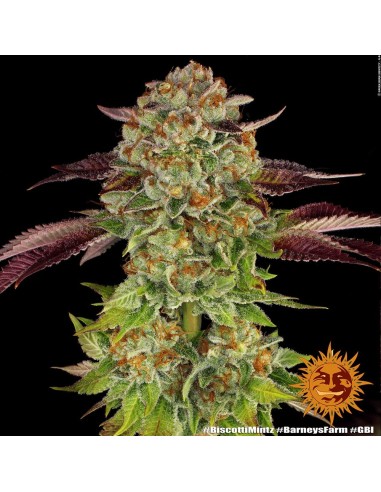 Biscotti Mintz (Barneys Farm Seeds) Semillas Feminizadas