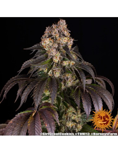 Girl Scout Cookies (Barneys Farm Seeds) Marijuana Seeds