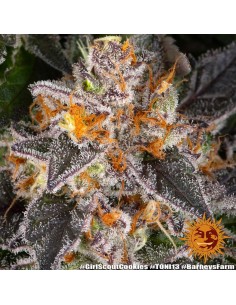 Girl Scout Cookies (Barneys Farm Seeds) Marijuana Seeds 2