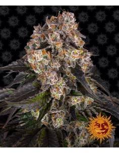 👧🍪 Girl Scout Cookies - Barney's Farm