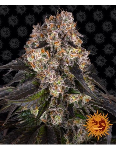 Girl Scout Cookies (Barneys Farm Seeds) Semi di Cannabis