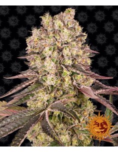 Runtz Muffin (Barneys Farm Seeds) Feminized Seeds | On Sale!