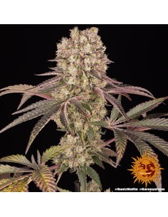 Runtz Muffin (Barneys Farm Seeds) Feminized Seeds | On Sale! 2
