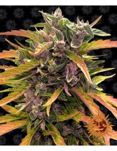 Gorilla Glue Auto (Barneys Farm Seeds) Autoflowering Seeds