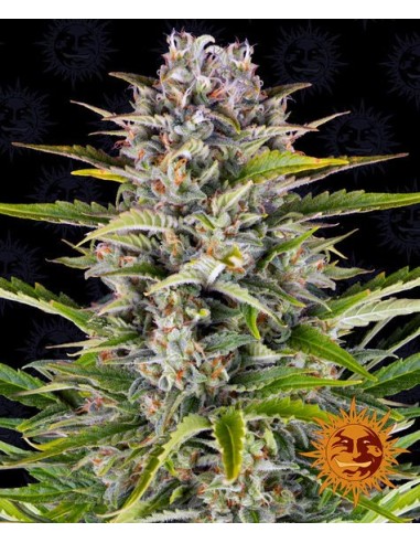 Gorilla Zkittlez Auto (Barneys Farm Seeds) Autoflower Seeds