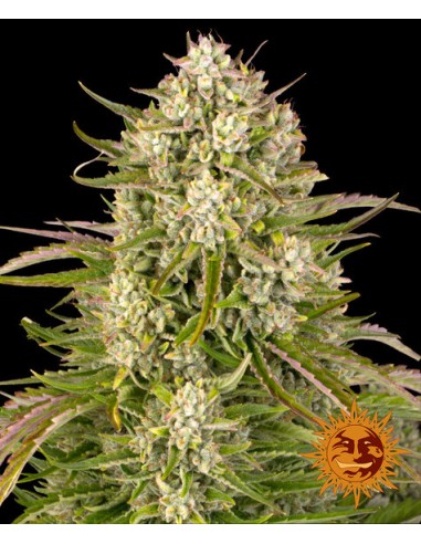 Wedding Cake Auto (Barneys Farm Seeds) Semillas Automaticas