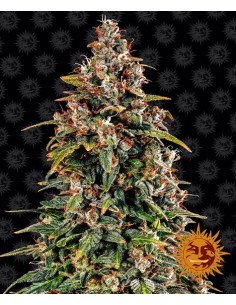 Watermelon Zkittlez Auto (Barneys Farm Seeds) Autoflowering