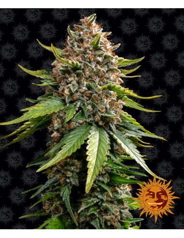 White Widow XXL Auto (Barneys Farm Seeds) Autoflower Seeds