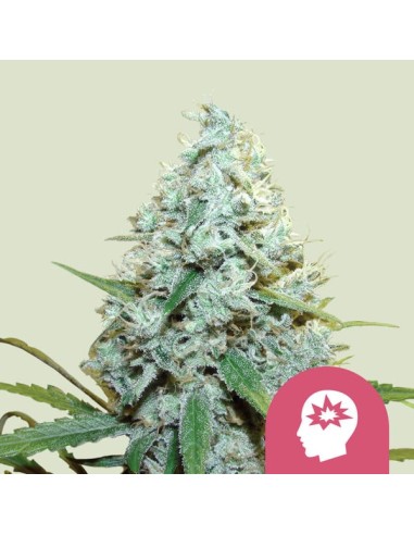 AMG von Royal Queen Seeds Hanfsamen | Oaseeds