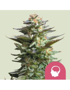 Amnesia Haze von Royal Queen Seeds Hanfsamen | Oaseeds