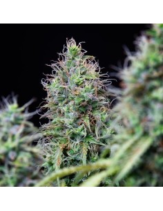 Amnesia Haze Automatic von Royal Queen Seeds Hanfsamen | Oaseeds 2