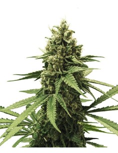 Apple Fritter (Royal Queen Seeds) Feminisierte Cannabissamen 2