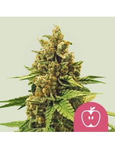 Apple Fritter (Royal Queen Seeds) Feminisierte Cannabissamen
