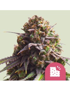 Biscotti (Royal Queen Seeds)
