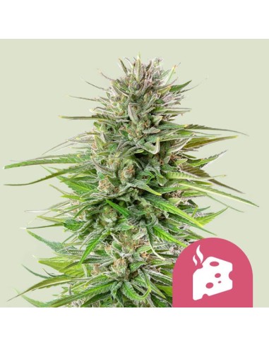 Blue Cheese (Royal Queen Seeds) Graines Féminisées