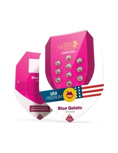 Blue Gelato (Royal Queen Seeds) Feminisierte Cannabissamen 2