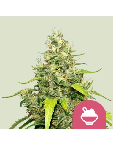 Blue Gelato (Royal Queen Seeds) Graines Féminisées